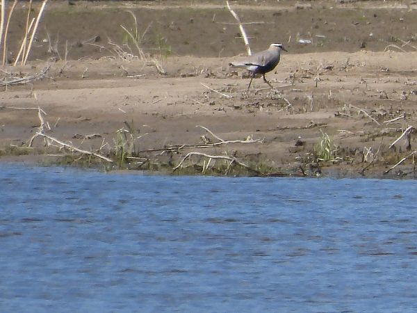 czajka towarzyska  - Krystyna Kowalska