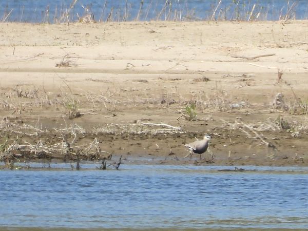 czajka towarzyska  - Krystyna Kowalska