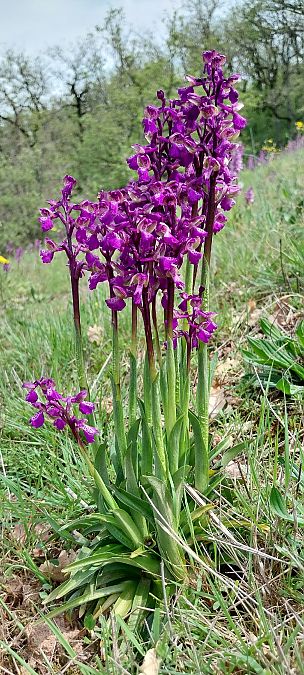 Anacamptis morio  - Pierre Defontaines