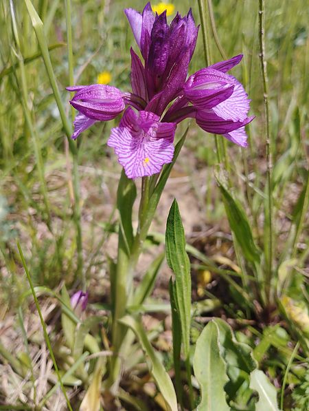 Anacamptis papilionacea var. expansa  - Gérard Joseph
