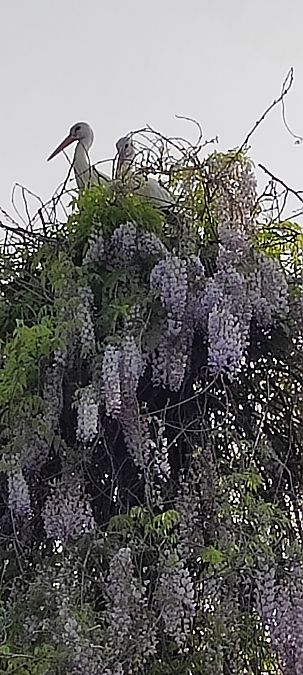 Cicogna bianca  - Roberto Annoni