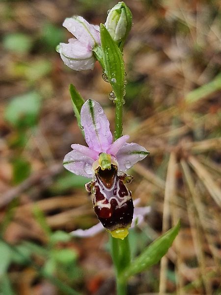 Ophrys vetula  - Diane Raibaut