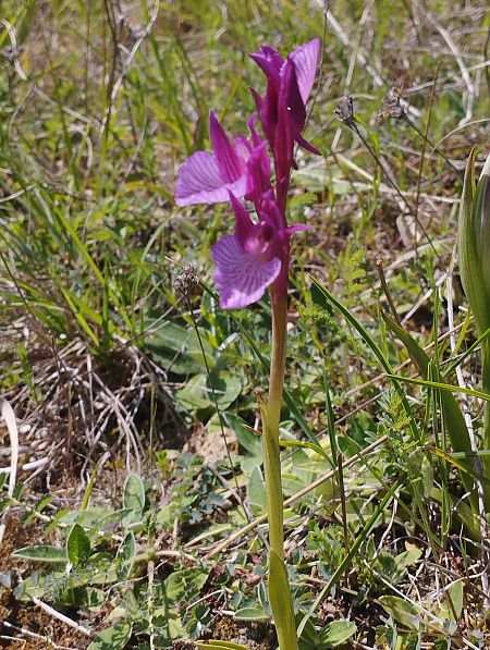 Anacamptis papilionacea var. expansa  - Gérard Joseph