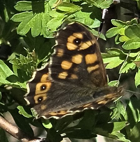 Pararge aegeria  - Alessandro Sacchetti