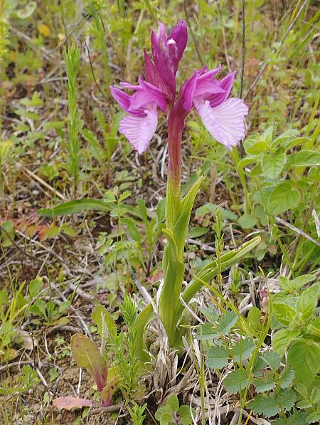 Anacamptis papilionacea var. expansa  - Gérard Joseph