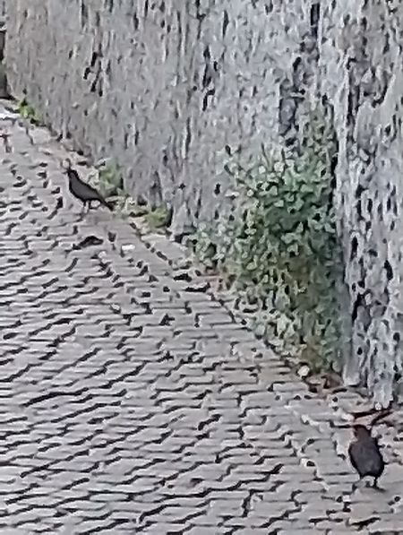 Merlo  - Gabriele Papale