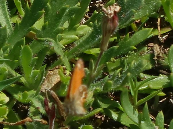 Coenonympha corinna  - Jean Toubert