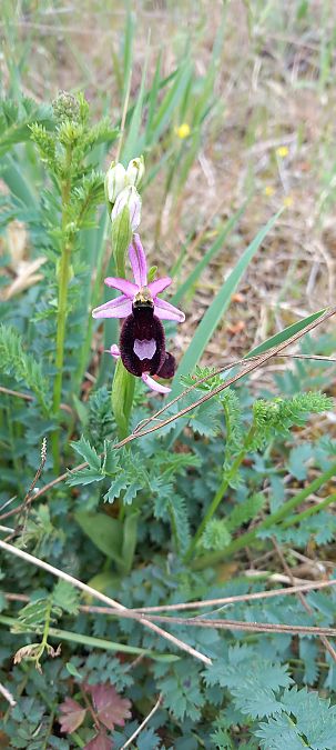 Ophrys aurelia  - Gerard Chassan