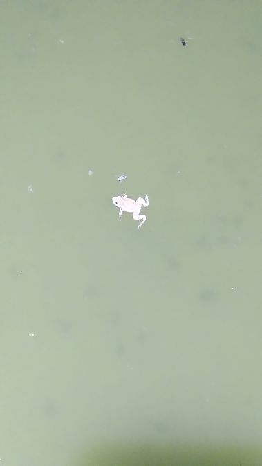 Tòtil comú  - Eudald Pujol Buxó