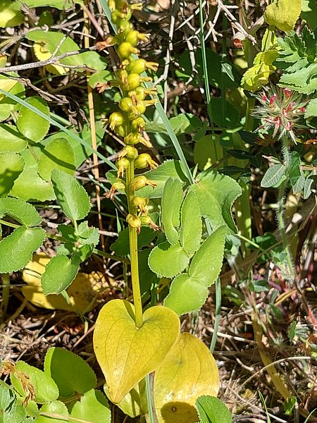 Gennaria diphylla  - Bernard Sonnerat