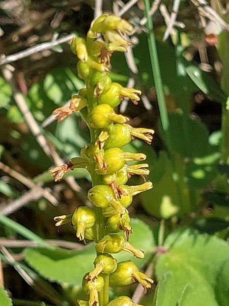 Gennaria diphylla  - Bernard Sonnerat