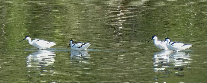 Avocette élégante 