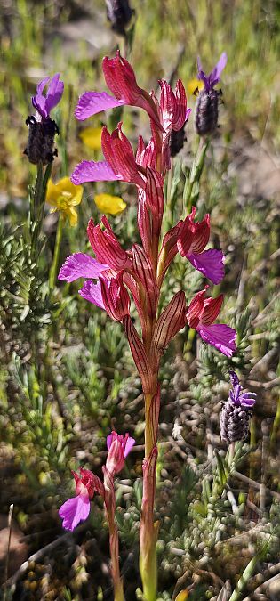 Anacamptis papilionacea  - Claire Perrachon