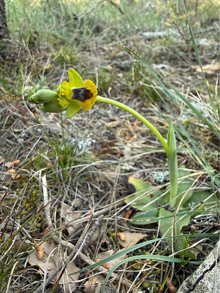 Ophrys lutea  - Pep Sole