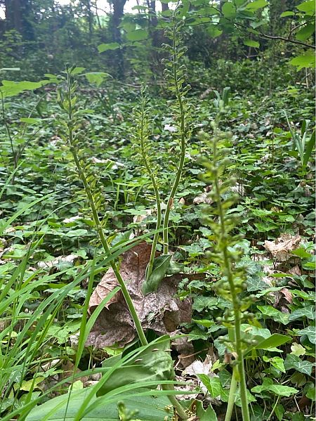 Listera ovata  - Jean-Pierre Crepeau