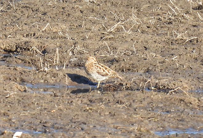 Bekassine  - Kacper Mikulski