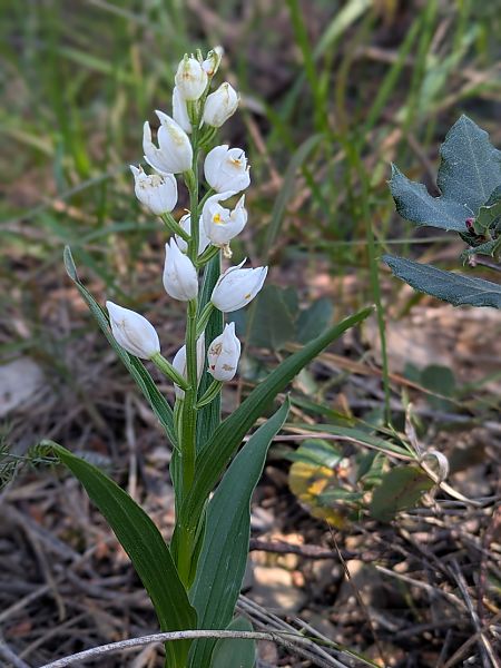 Cephalanthera longifolia  - Frank Dhermain
