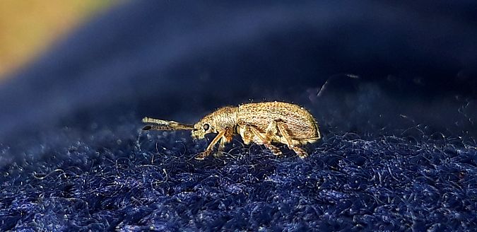 Phyllobius pyri  - Michele Cento