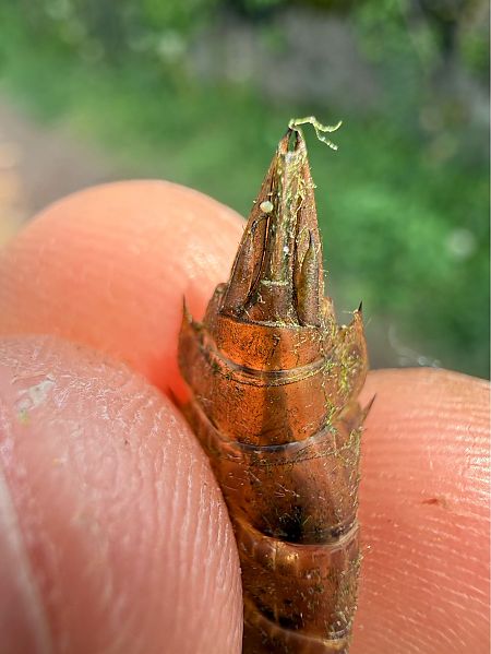 Odonata sp.  - Andrea Galimberti