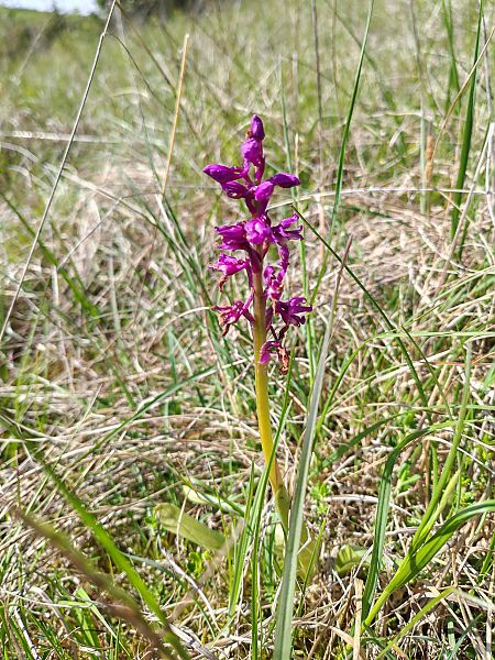 Orchis mascula  - Céline Frutieaux (lpo-Bfc)
