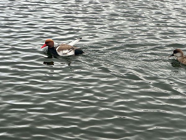 Xibec  - Oriol Lloret