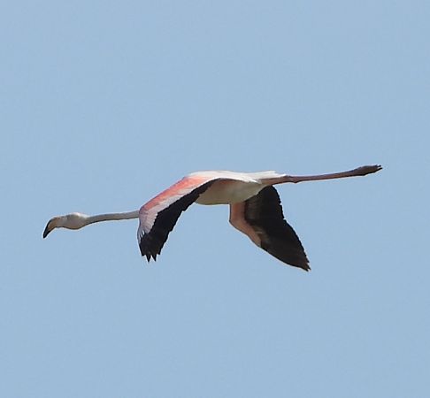 Fenicottero  - Erika Mero