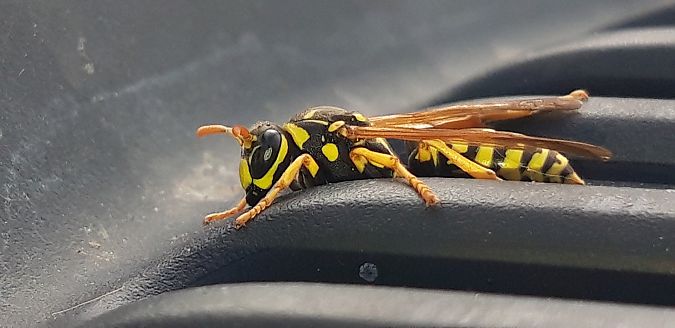 Polistes dominula  - Michele Cento