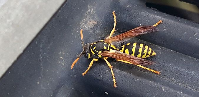 Polistes dominula  - Michele Cento