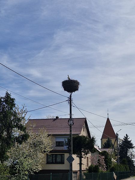 Weissstorch  - Tomasz Zarzycki