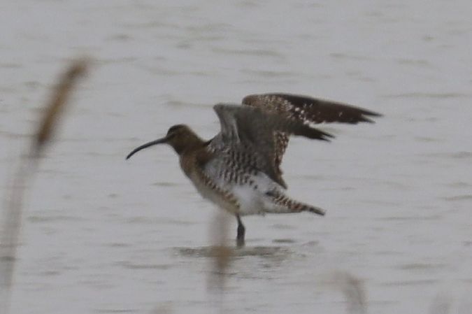 Courlis corlieu  - Viehböck Helga