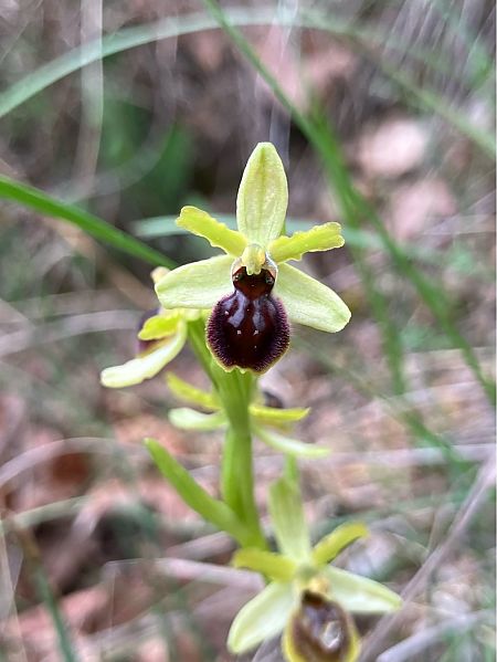 Ophrys litigiosa  - Florent de Gasperis