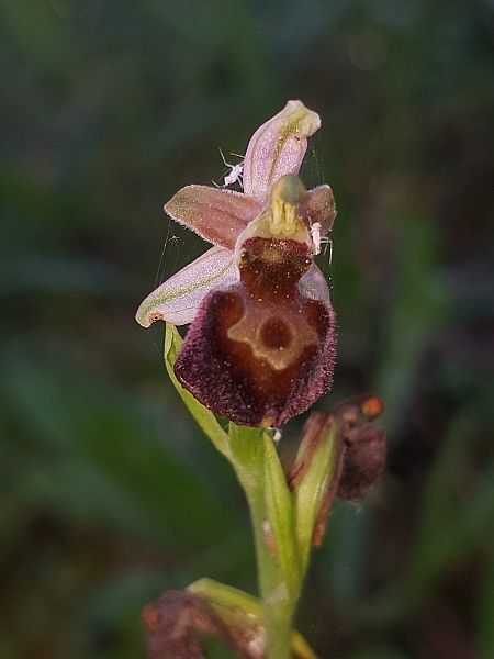 Ophrys morisii  - Bernard Sonnerat