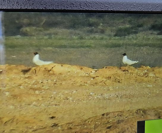 mewa czarnogłowa  - Krzysztof Kajzer