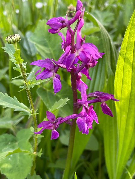 Orchis mascula  - Erwan Leherisse