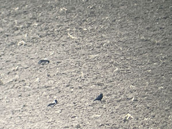 wrona (czarnowron, ssp. corone)  - Grzegorz Starzecki