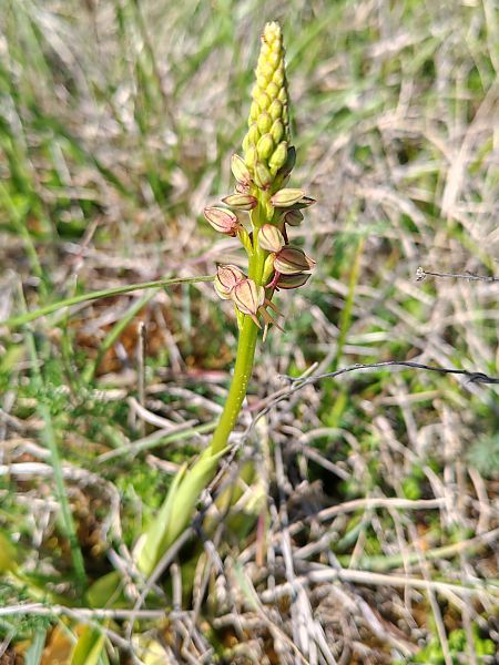 Orchis anthropophora  - Céline Frutieaux (lpo-Bfc)