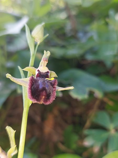 Ophrys incubacea  - Bernard Sonnerat
