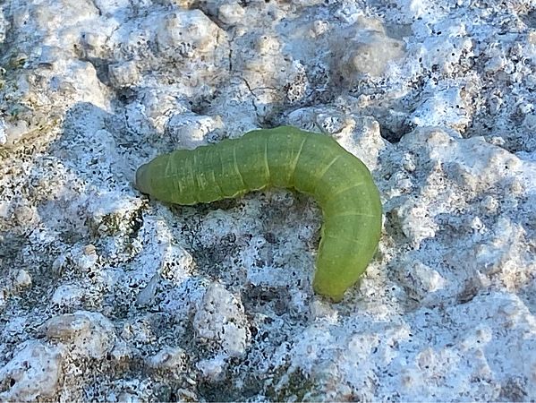 Phlogophora meticulosa  - Maria Rita Gelso