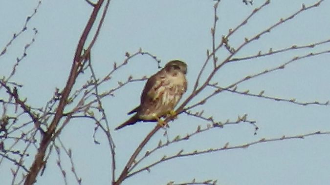 Faucon émerillon  - Aleksandra Gehrmann-Bogdanowicz