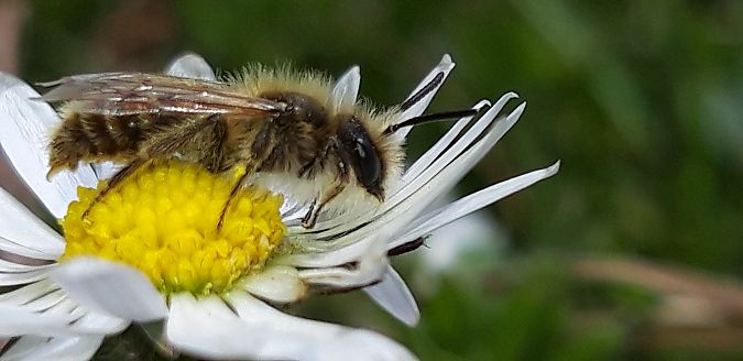 Andrena sp.  - Michele Cento