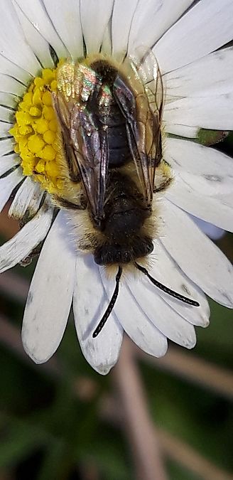 Andrena sp.  - Michele Cento