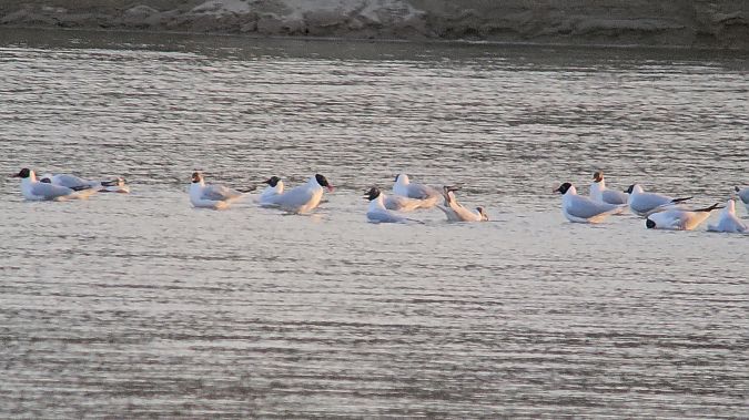 mewa czarnogłowa  - Krzysztof Kajzer