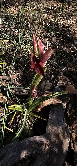 Serapias cordigera  - Claire Perrachon