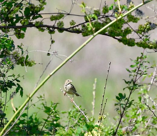 Strillozzo  - Renato Sascor