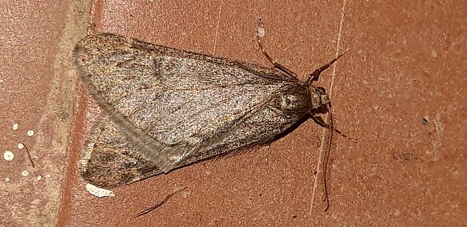 Alsophila aescularia  - Michele Cento