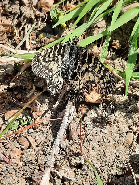 Zerynthia cassandra  - Michele Coppola