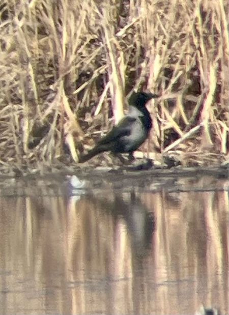 Hybrid Carrion x Hooded Crow  - Krzysztof Lis