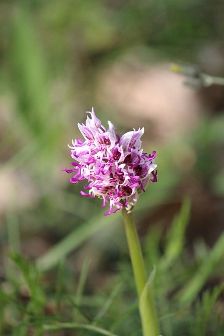 Orchis simia  - Philippe Altot