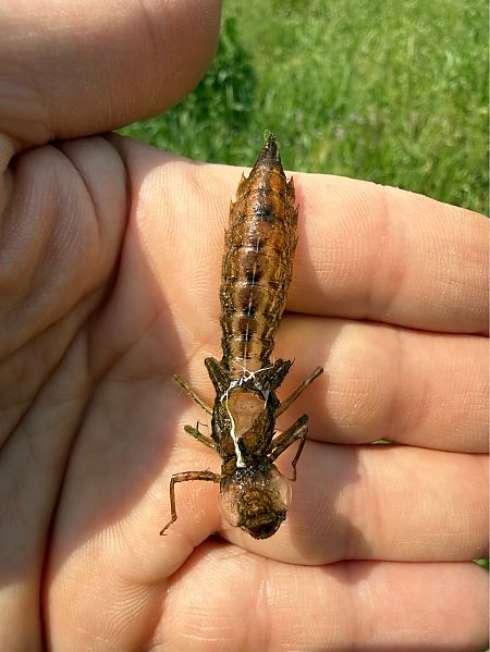 Odonata sp.  - Andrea Galimberti