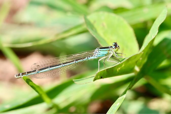 Ischnura pumilio  - Andrea Galimberti